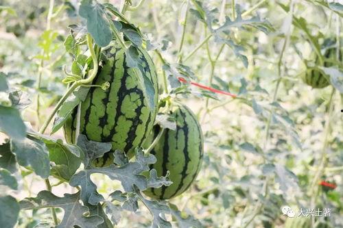 诸暨吃瓜网红是谁,瓜界风云人物背后的故事